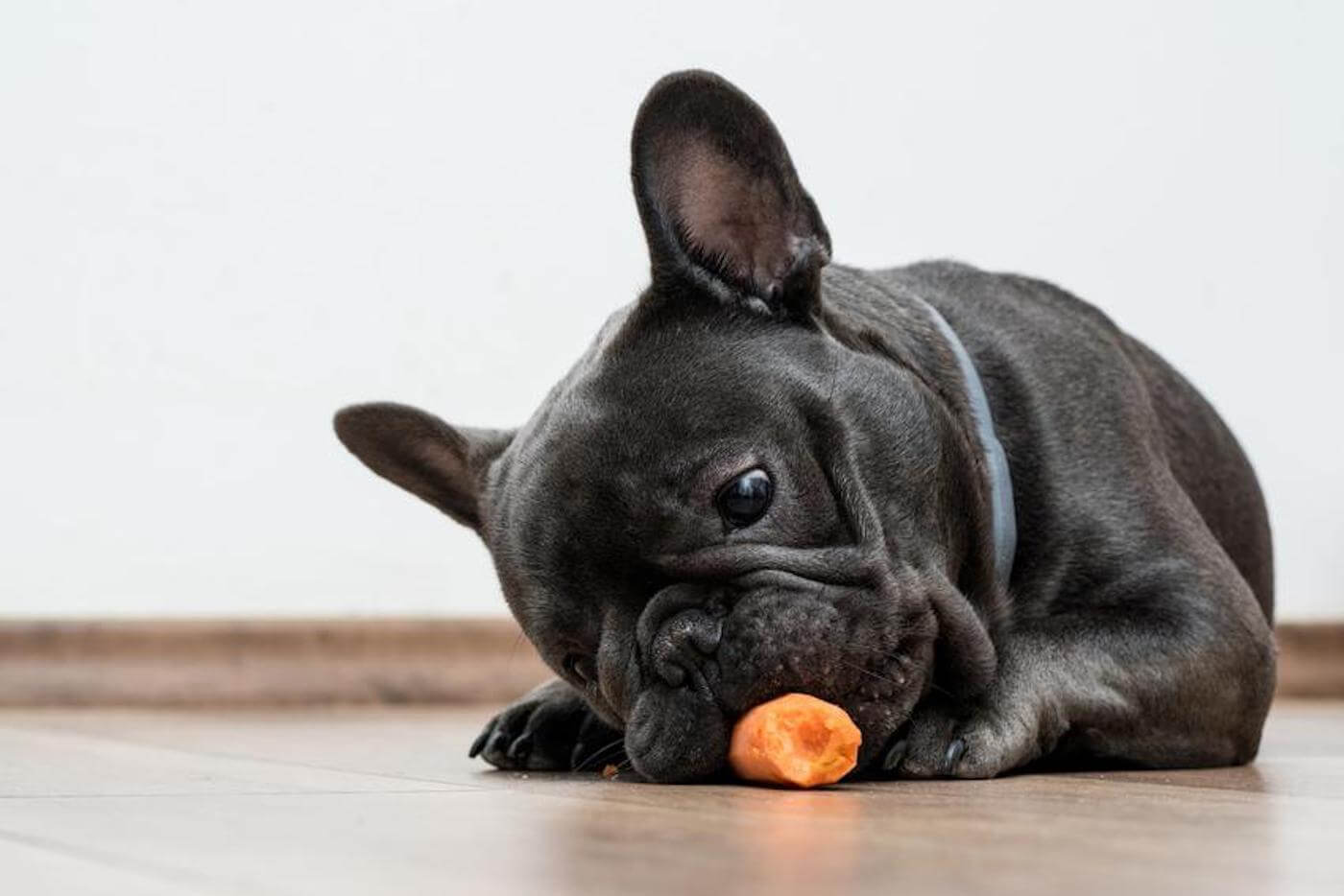 Buldog francuski to pies o delikatnym żołądku. Jaka karma sprawdzi się